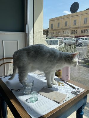   at Romeow Cat Bistrot in Rome
