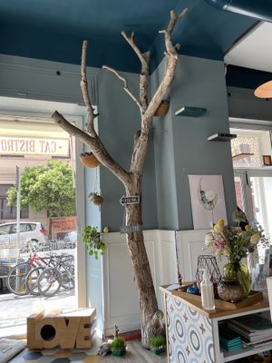 Chocolate Hazel  at Romeow Cat Bistrot in Rome