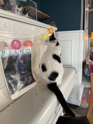   at Romeow Cat Bistrot in Rome