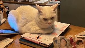  at Romeow Cat Bistrot in Rome