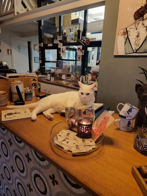 Cat on counter at Romeow Cat Bistrot in Rome