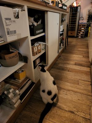 More kitties at Romeow Cat Bistrot in Rome