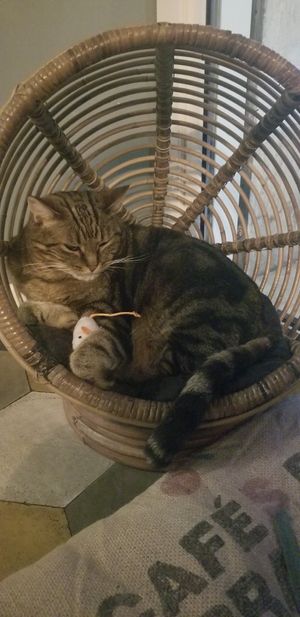  at Romeow Cat Bistrot in Rome