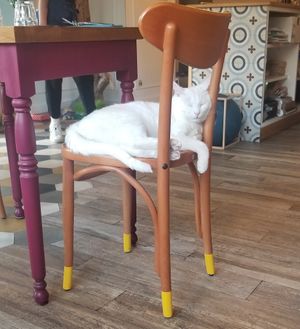  at Romeow Cat Bistrot in Rome