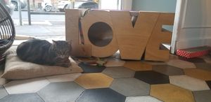  at Romeow Cat Bistrot in Rome