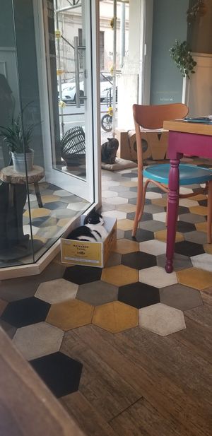  at Romeow Cat Bistrot in Rome