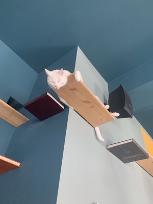   at Romeow Cat Bistrot in Rome