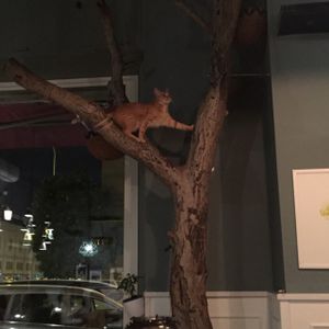 indoor tree at Romeow Cat Bistrot in Rome