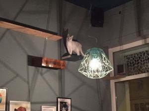 Romeow is fun for the cats and for the people watching them   at Romeow Cat Bistrot in Rome