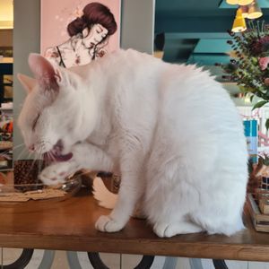  at Romeow Cat Bistrot in Rome