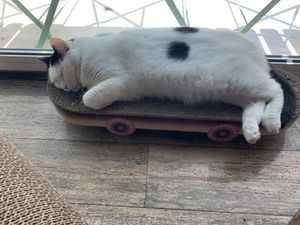   at Romeow Cat Bistrot in Rome