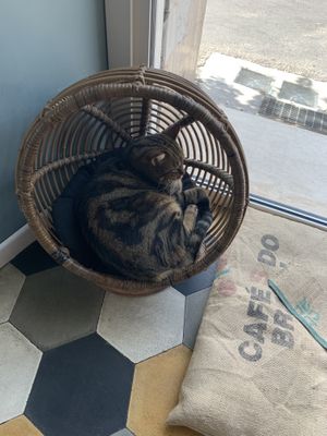   at Romeow Cat Bistrot in Rome