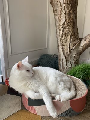   at Romeow Cat Bistrot in Rome