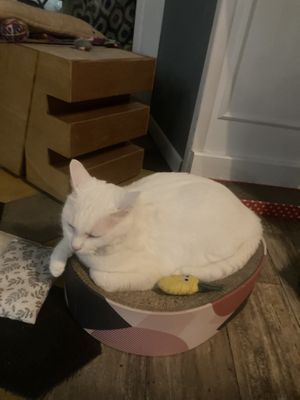 Sweet baby angel   at Romeow Cat Bistrot in Rome