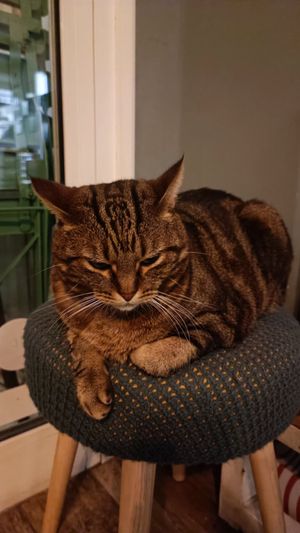  at Romeow Cat Bistrot in Rome