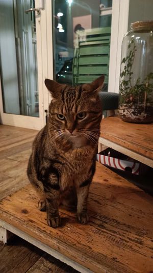  at Romeow Cat Bistrot in Rome