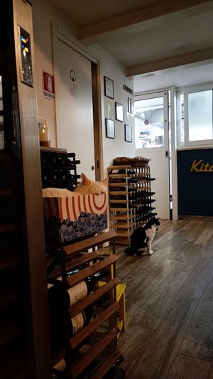  at Romeow Cat Bistrot in Rome