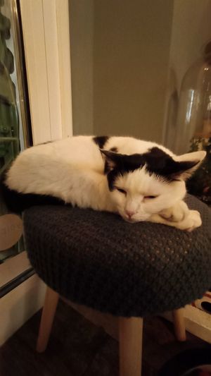  at Romeow Cat Bistrot in Rome