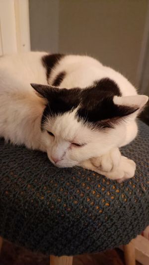  at Romeow Cat Bistrot in Rome