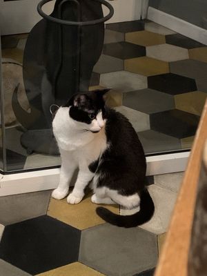   at Romeow Cat Bistrot in Rome