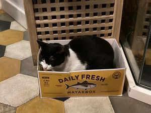   at Romeow Cat Bistrot in Rome