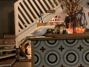   at Romeow Cat Bistrot in Rome