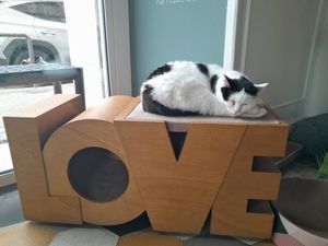  at Romeow Cat Bistrot in Rome