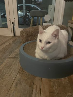   at Romeow Cat Bistrot in Rome