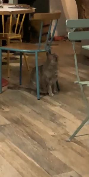   at Romeow Cat Bistrot in Rome