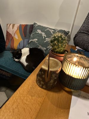   at Romeow Cat Bistrot in Rome