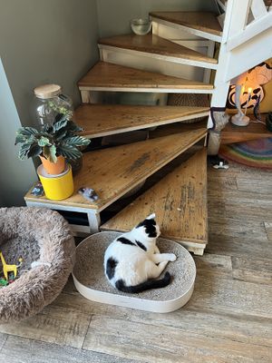   at Romeow Cat Bistrot in Rome