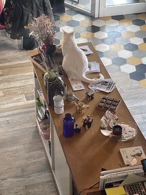   at Romeow Cat Bistrot in Rome