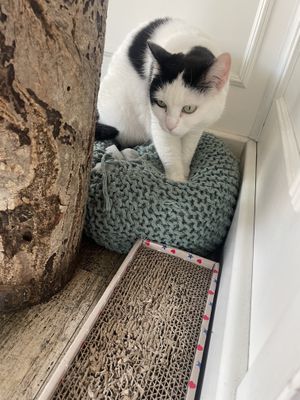   at Romeow Cat Bistrot in Rome