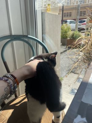   at Romeow Cat Bistrot in Rome