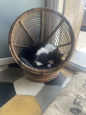   at Romeow Cat Bistrot in Rome