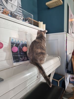  at Romeow Cat Bistrot in Rome