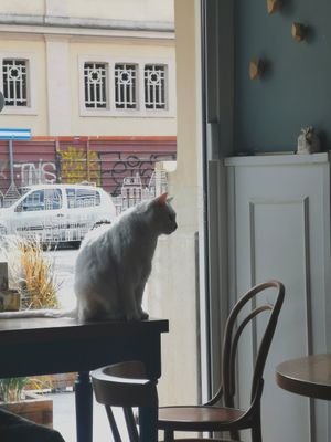  at Romeow Cat Bistrot in Rome