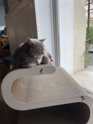 Cozy cat   at Romeow Cat Bistrot in Rome