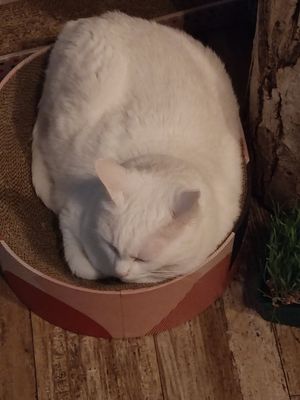 Altro gatto at Romeow Cat Bistrot in Rome