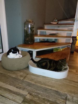 Gatti at Romeow Cat Bistrot in Rome