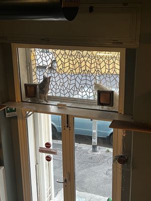 Cool spot for the kitties   at Romeow Cat Bistrot in Rome