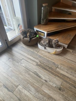 Cats  at Romeow Cat Bistrot in Rome