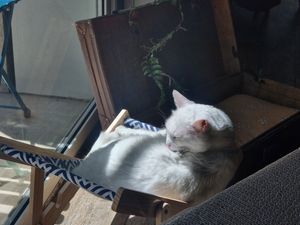  at Romeow Cat Bistrot in Rome