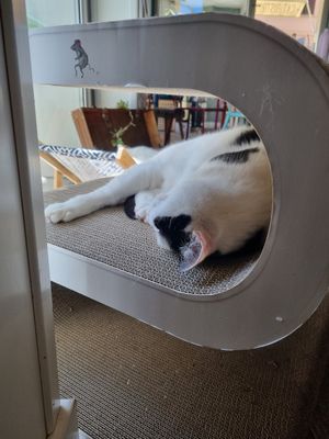  at Romeow Cat Bistrot in Rome