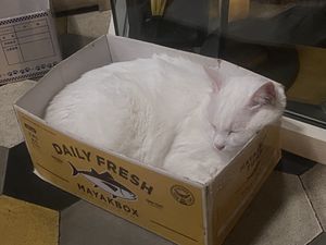 Cute kitty  at Romeow Cat Bistrot in Rome