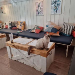 A dining guest at Romeow Cat Bistrot in Rome