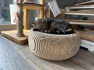   at Romeow Cat Bistrot in Rome