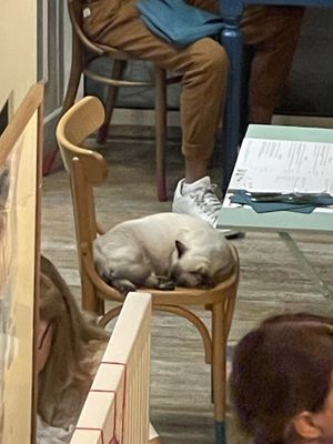   at Romeow Cat Bistrot in Rome