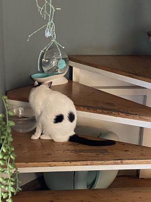   at Romeow Cat Bistrot in Rome