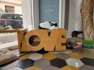  at Romeow Cat Bistrot in Rome